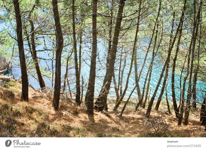 along the pine path Vacation & Travel Trip Nature Landscape Tree Pine Forest Hill Rock Coast Bay Ocean Cliff Exceptional Beautiful Wild Wanderlust Colour photo