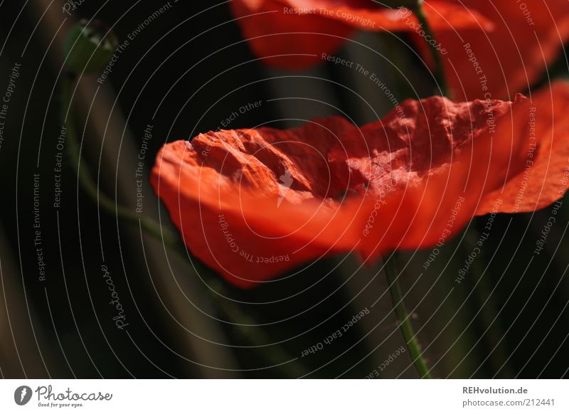 "Can you blush?" Environment Nature Plant Flower Wild plant Esthetic Natural Beautiful Red Poppy Blossom Blossoming Bud Stalk Delicate Fine Growth Colour photo