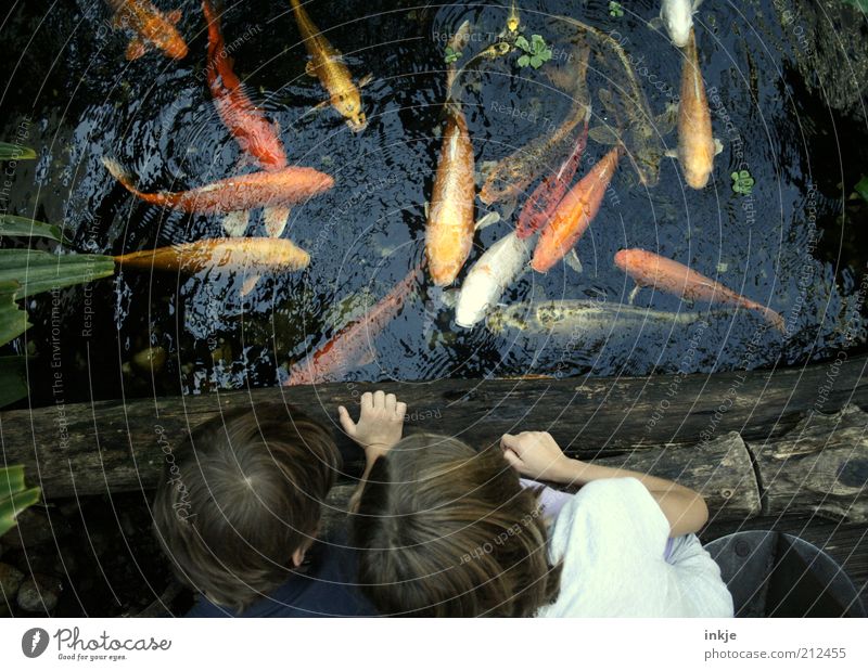 goldfishing Exotic Trip Environment Nature Water Summer Garden Lakeside Pond Fish Zoo Koi Group of animals Flock Observe Feeding Exceptional Curiosity Life