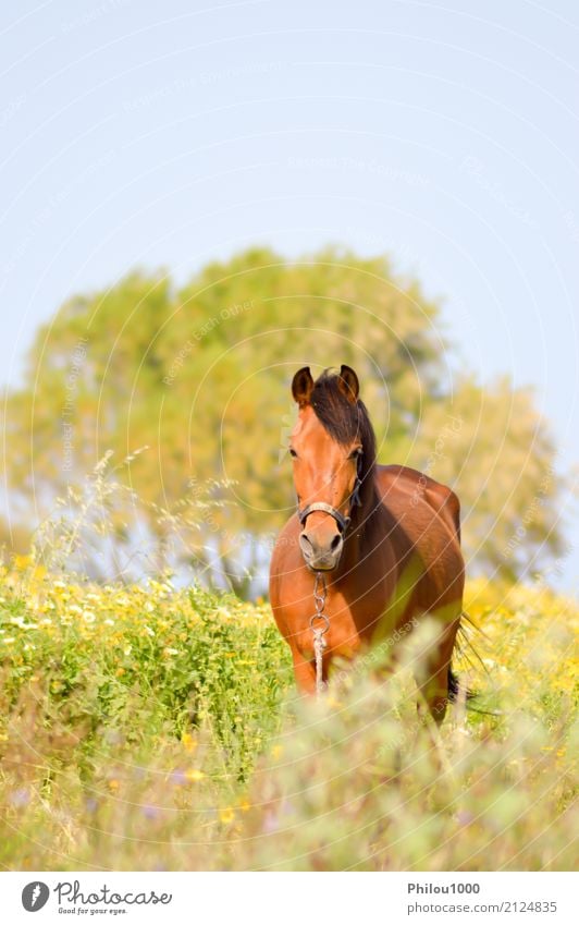 Brown horse in a meadow filled with daisies Summer Sports Nature Animal Grass Meadow Pet Horse Wild Green Black White background bay beatiful Beauty Photography