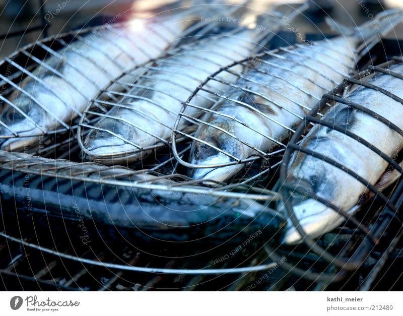 5 mackerels on the grill Food Fish Nutrition Lunch Dinner Organic produce Summer Feasts & Celebrations Barbecue (event) Fire Warmth Farm animal Dead animal