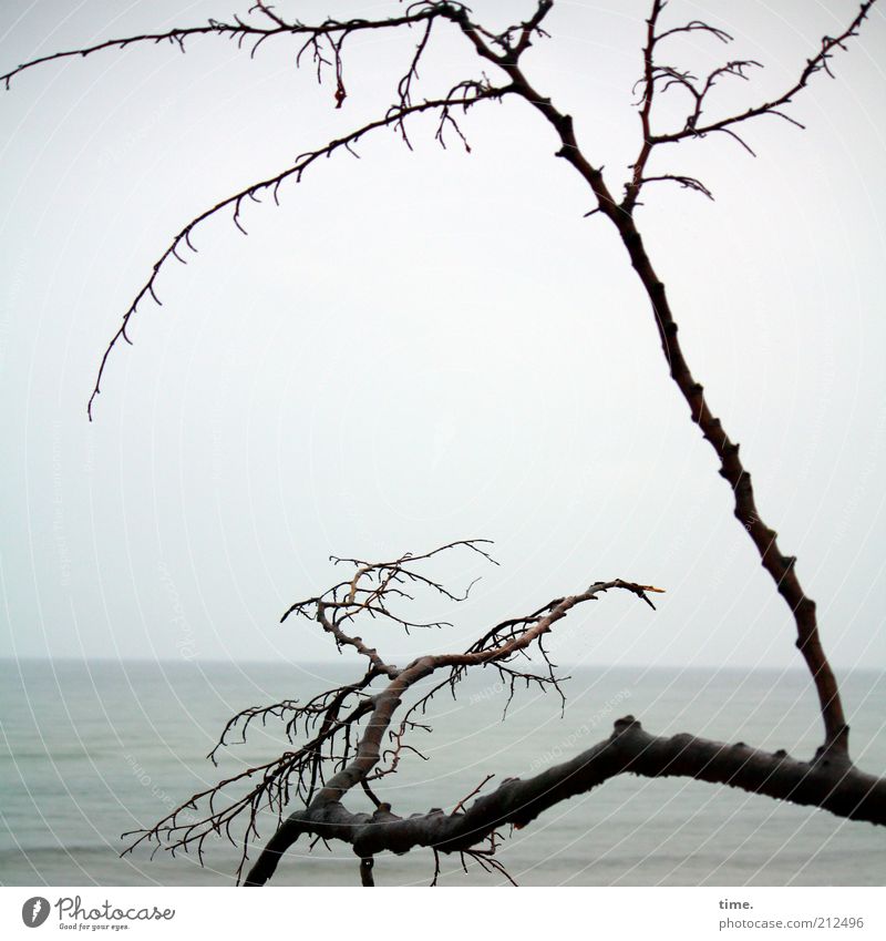 Scuse Me While I Kiss The Sky Beach Ocean Horizon Bad weather Fog Coast Baltic Sea Monument Dark Tall Death Loneliness Branch Distorted Branched Twig Log