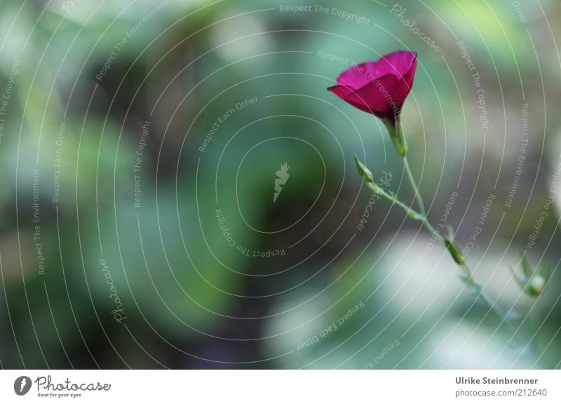 Single purple flower against green background Flower Blossom Violet Blossom leave Individual 1 Loneliness Meadow Blossoming Plant Stalk blurriness