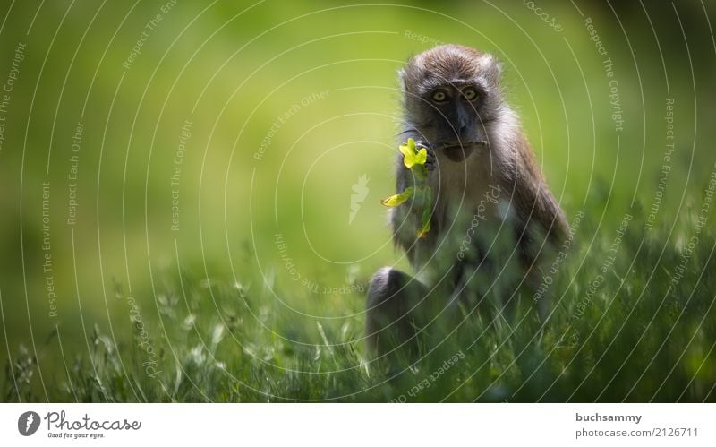 Javanese monkey Nature Animal Grass Meadow Wild animal Baby animal Eating Sit Green crab eater long-tailed macaque macaca fascicularis macaques Mammal Monkeys