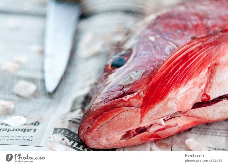 Red & dead Food Fish Knives Animal Wild animal Dead animal 1 Paper Glittering Beautiful cadaverous slashed Sliced Fin Newspaper Hide Eyes Colour photo