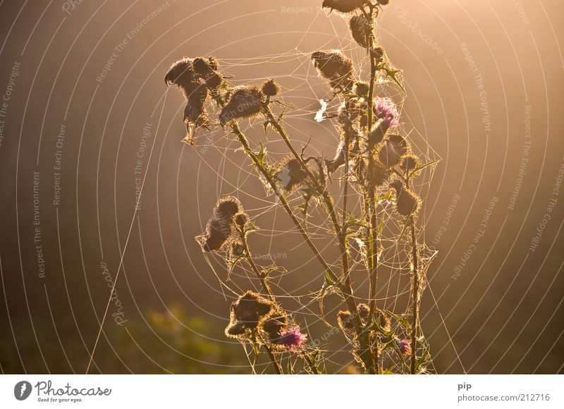 "I think I'm crazy - I lost my thread..." Environment Nature Plant Summer Autumn Thistle Blossom Brown Diligent Spider's web Woven Weed Thread-like Leaf bud