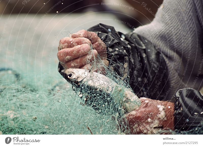 Hands of a fisherman with fishing net and fish Fisherman Fishery Flake Herring Fishing net Work and employment hands Human being