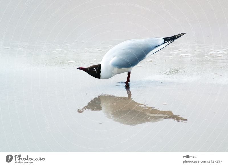 What? Black-headed gull Beach Bird Seagull 1 Animal Observe Stand Funny Reflection coast Baltic Sea Copy Space watt North Sea