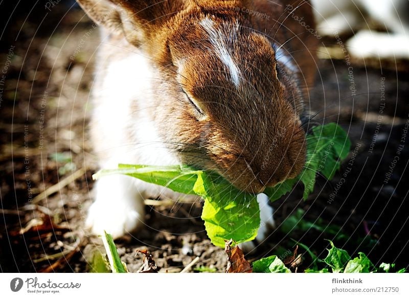 Rabbit, Jammie! Environment Nature Earth Beautiful weather Plant Grass Animal Farm animal Hare & Rabbit & Bunny 1 To feed Feeding Brown Green Contentment