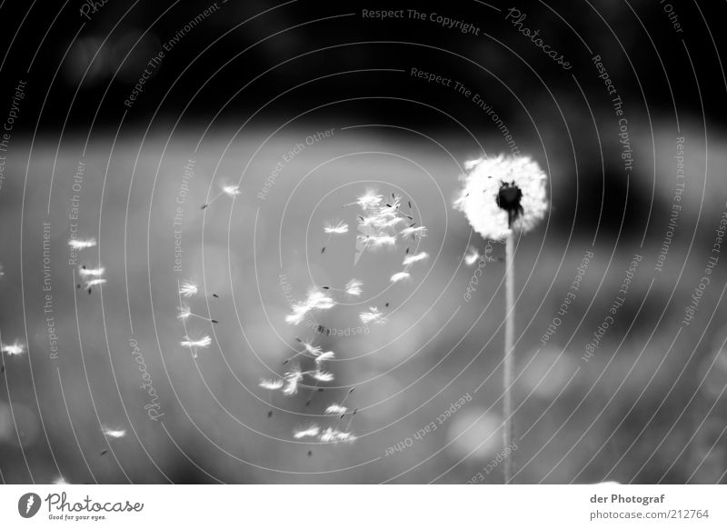 gone with the wind Nature Plant Flower Transience Dandelion Seed Black & white photo Exterior shot Deserted Copy Space top Copy Space bottom Day Blur