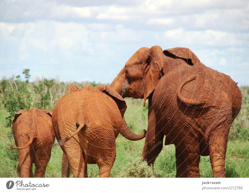 botty parade Safari Sky Clouds Exotic Savannah Kenya Africa Wild animal Elephant 3 Baby animal Animal family Stand Together Cute Brown Emotions Trust Serene