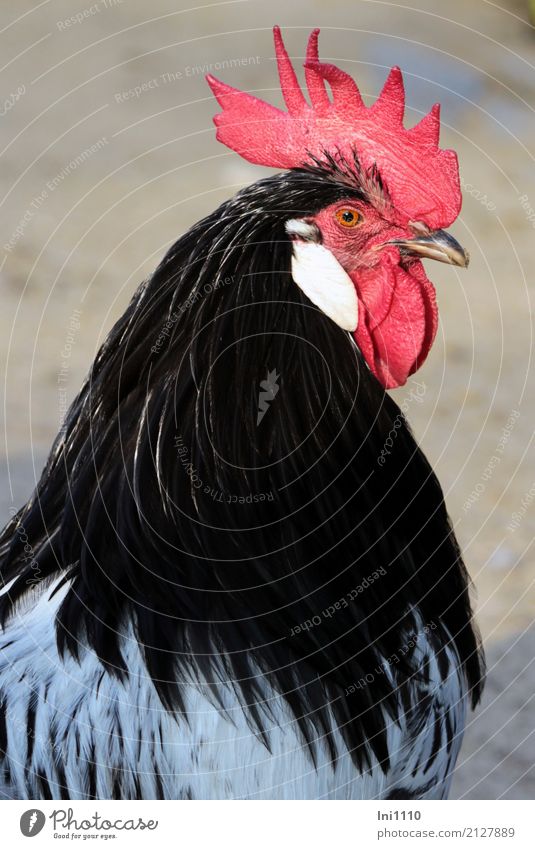 cock Animal Beautiful weather Pet Animal face Rooster 1 Exceptional pretty Muscular Yellow Gray Red Black White Cockscomb Force Poultry Feather Watchfulness