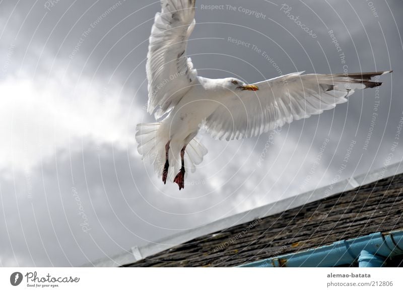 scottish sea gull Animal Wild animal Bird Wing 1 Power Elegant Majestic Feather Seagull Flying Hover Clouds Span Disperse Gray Back-light Colour photo