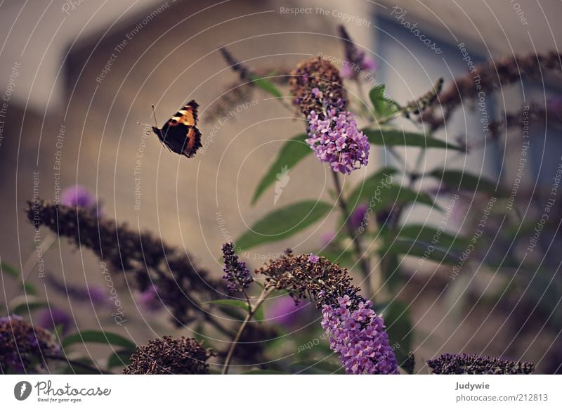 Fly away Environment Nature Spring Summer Plant Bushes Blossom Buddleja Garden Small Town House (Residential Structure) Animal Butterfly Wing Movement Flying