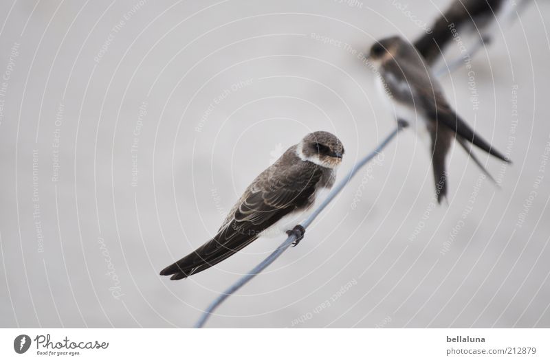 sand martins Nature Animal Wild animal Bird Wing Claw 2 Swallow Sand martin Colour photo Subdued colour Exterior shot Day Close-up Pair of animals Sit Feather