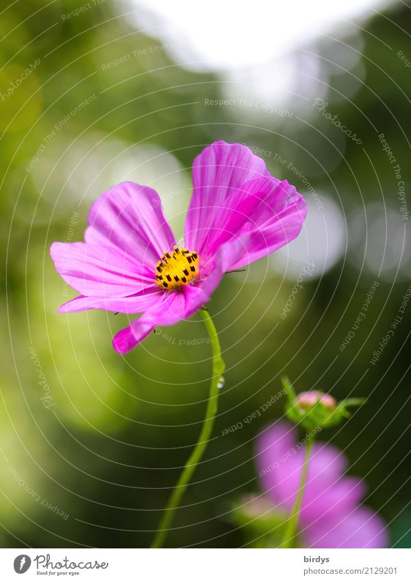 flowerpower Nature Plant Summer Beautiful weather Flower Blossom Garden Blossoming Fragrance Esthetic Friendliness Positive Yellow Green Pink White Colour Idyll