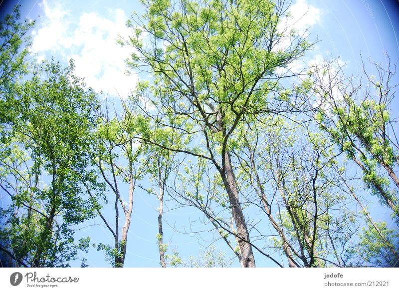 ash drive death Environment Nature Plant Sky Beautiful weather Tree Forest Blue Green ash decline tree disease forest damages Ash-tree fraxinus excelsior Death