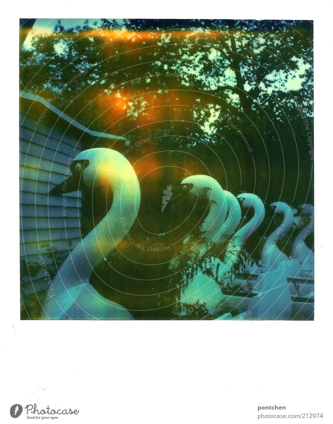 Polaroid shows pedal boats in swan shape. Decayed. Spreepark Theme Park Leisure and hobbies Amusement Park Animal Swan Old Derelict Invalided out Out of service