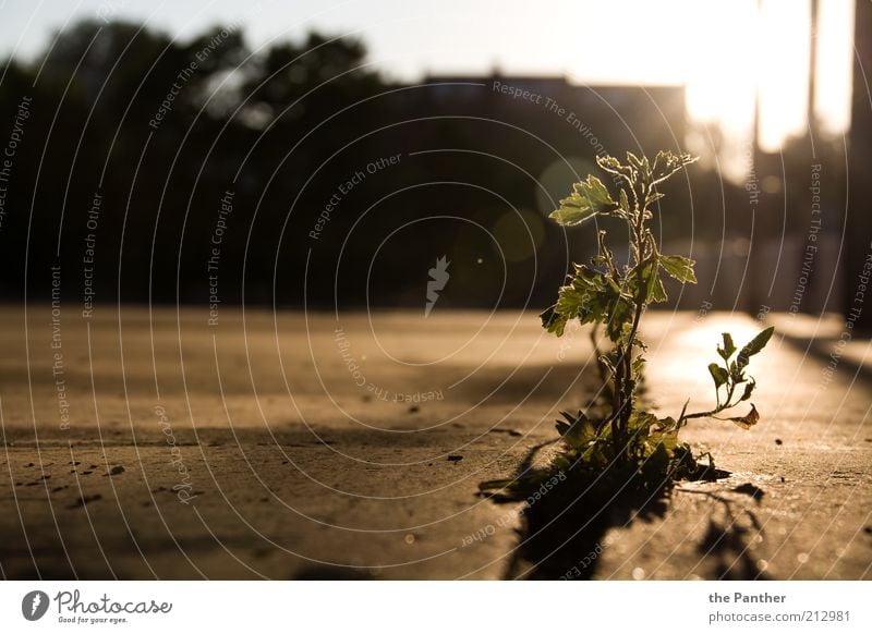 urban origin Plant Sunrise Sunset Summer Flower Wild plant Esthetic Simple Uniqueness Town Brown Yellow Gray Black Loneliness Freedom Colour photo Exterior shot