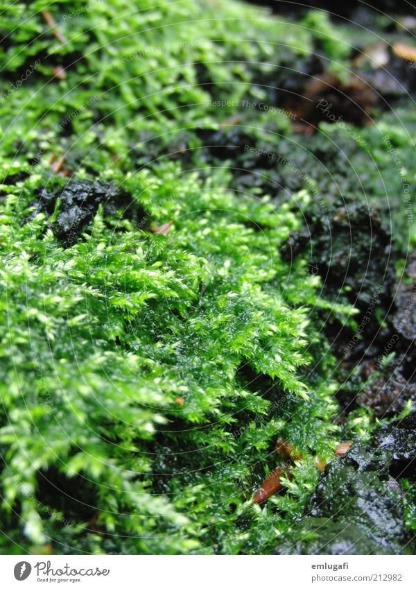 moss Calm Fragrance Summer Nature Earth Moss Foliage plant Green Colour photo Exterior shot Close-up Structures and shapes Day Woodground Ground cover plant