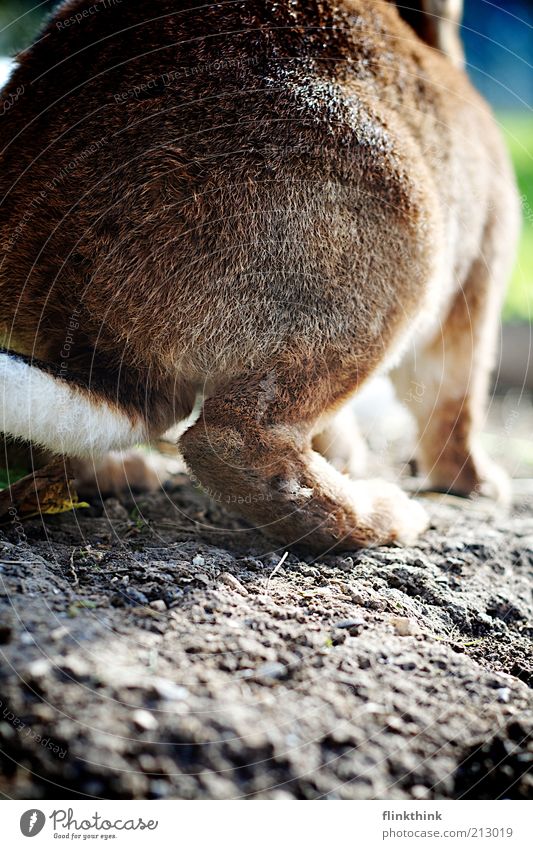 hindquarters of a hare Bottom Nature Earth Pet Farm animal Hare & Rabbit & Bunny 1 Animal Brown White Tuft Rodent Colour photo Exterior shot Close-up Deserted
