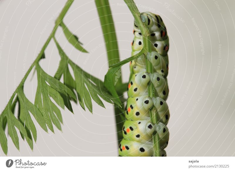 carrot caterpillar - suction cups Environment Animal Plant Wild animal Butterfly Hind leg Hind quarters 1 To hold on Spotted Caterpillar Suction pad Swallowtail