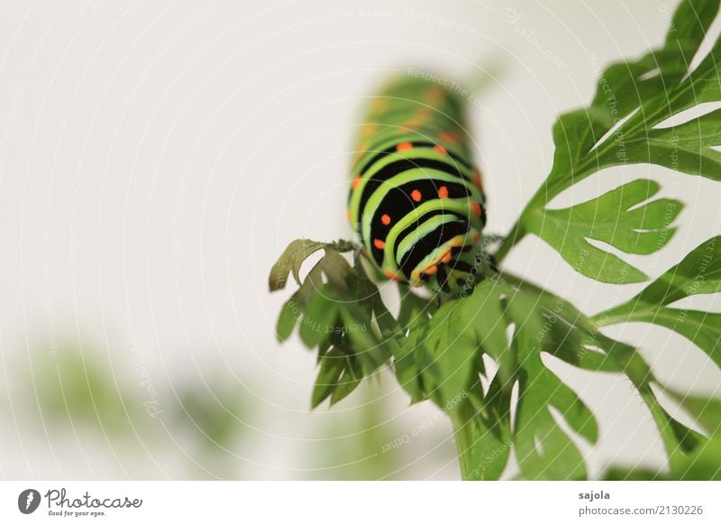 carrot caterpillar - eat Animal Plant Wild animal Caterpillar 1 To feed Esthetic Green Orange Black Striped Spotted Pattern Butterfly Metamorphosis To hold on