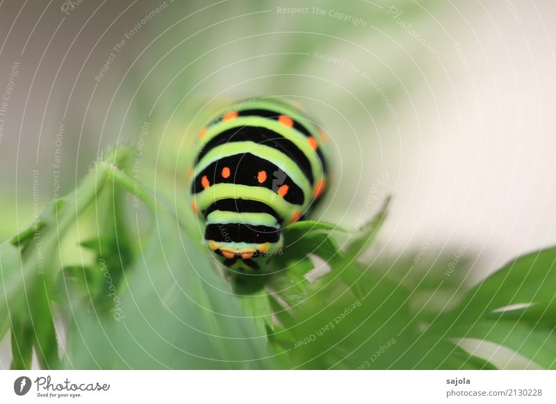 carrot caterpillar - eat headache Nature Animal Plant Wild animal Butterfly Caterpillar Head 1 To feed Survive swallow-tailed caterpillar Striped Spotted