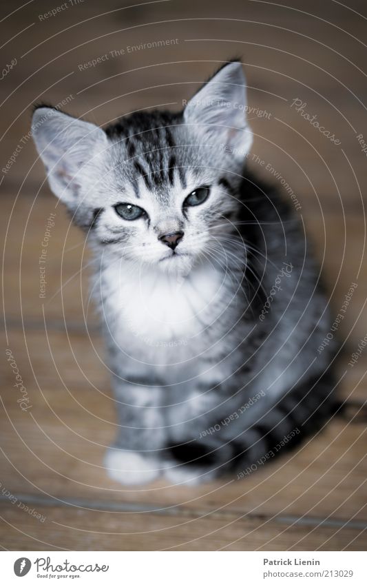 sweet kitten Environment Animal Pet Cat Animal face Pelt 1 Looking Sit Beautiful Small Moody Contentment Trust Colour photo Close-up Deserted Day Shadow