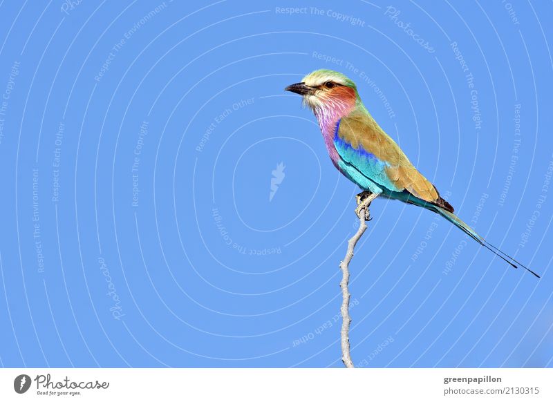 Colourful poultry - Forked Roller in Namibia Nature Animal Air Sky scrub Savannah Bird Flying Blue Multicoloured Optimism Freedom Etosha pan National Park