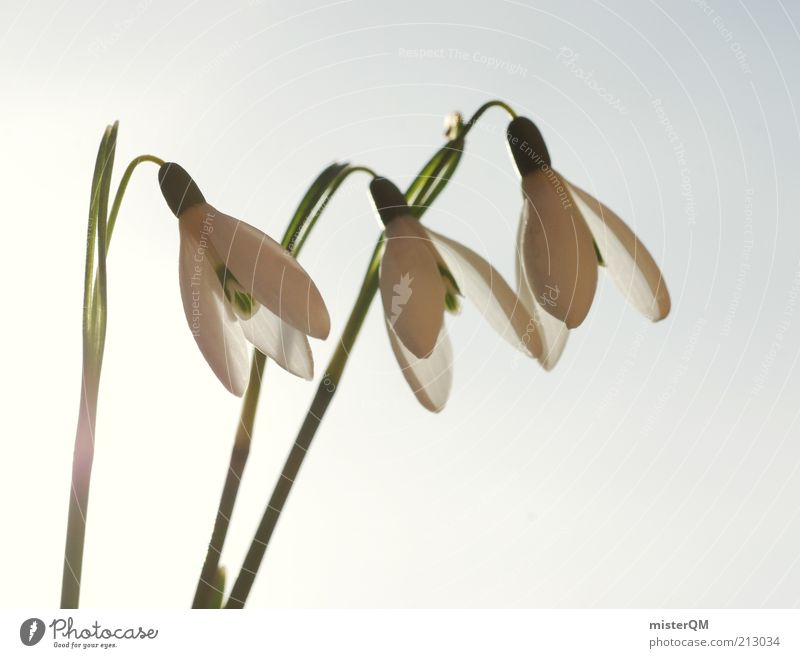 Anticipation. Environment Nature Plant Esthetic Snowdrop Spring Spring flower Spring day Seasons Weather Spring flowering plant White Growth Stalk Blossom 3