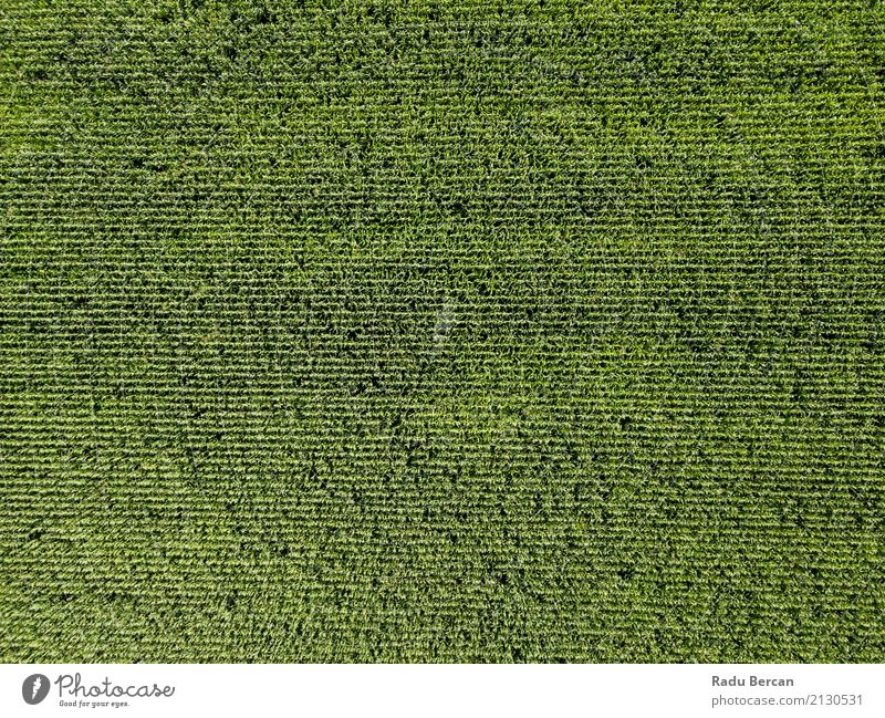 Aerial Drone View Of Green Corn Plantation Ready For Harvest Summer Agriculture Forestry Environment Nature Landscape Earth Grass Leaf Agricultural crop Meadow
