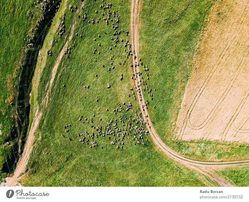 Aerial Drone View Of Sheep Herd Feeding On Grass Environment Nature Landscape Animal Summer Agricultural crop Meadow Field Hill View from the airplane