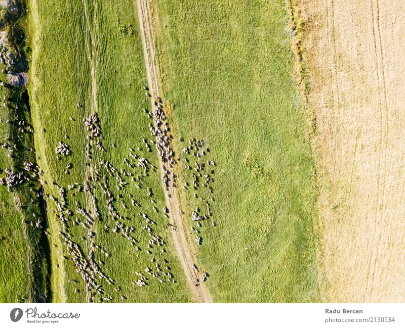 Aerial Drone View Of Sheep Herd Feeding On Grass Environment Nature Landscape Animal Summer Beautiful weather Meadow Field Hill View from the airplane