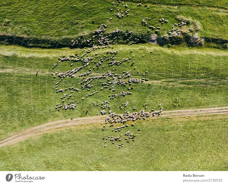 Aerial Drone View Of Sheep Herd Feeding On Grass Environment Nature Landscape Animal Summer Meadow Field Hill View from the airplane Farm animal