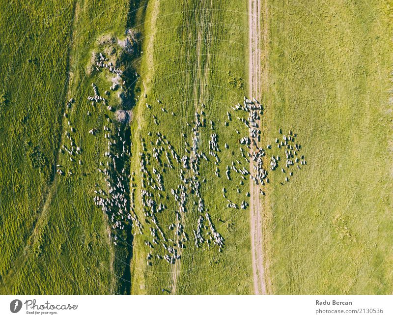 Aerial Drone View Of Sheep Herd Feeding On Grass Environment Nature Landscape Animal Earth Summer Meadow Field Hill View from the airplane Farm animal