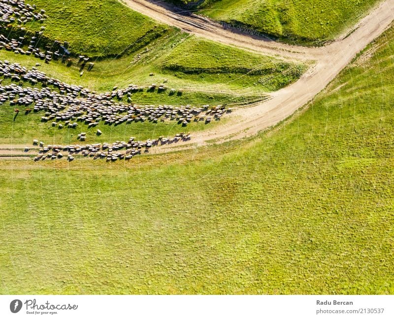 Aerial Drone View Of Sheep Herd Feeding On Grass Environment Nature Landscape Animal Earth Summer Beautiful weather Meadow Field Hill View from the airplane
