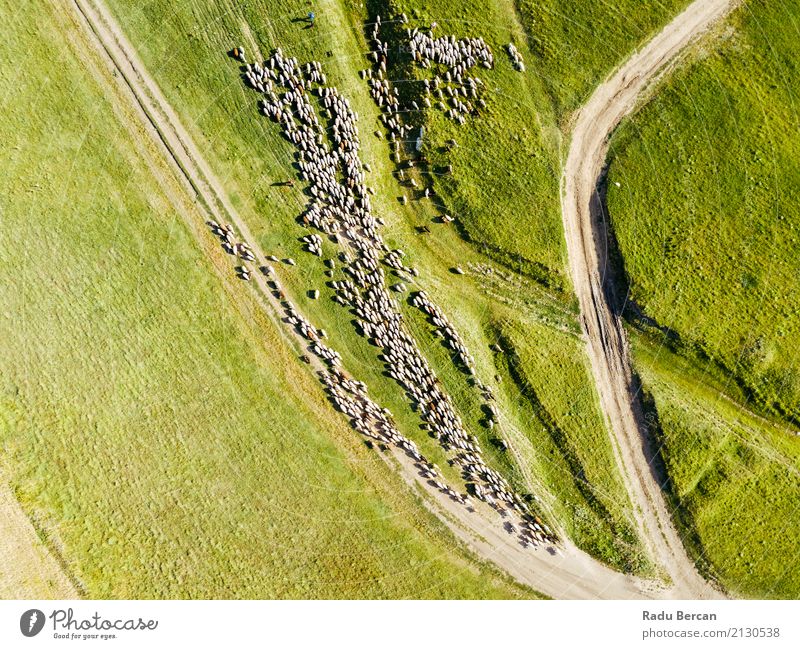 Aerial Drone View Of Sheep Herd Feeding On Grass Environment Nature Landscape Animal Earth Summer Beautiful weather Agricultural crop Meadow Field Hill Street