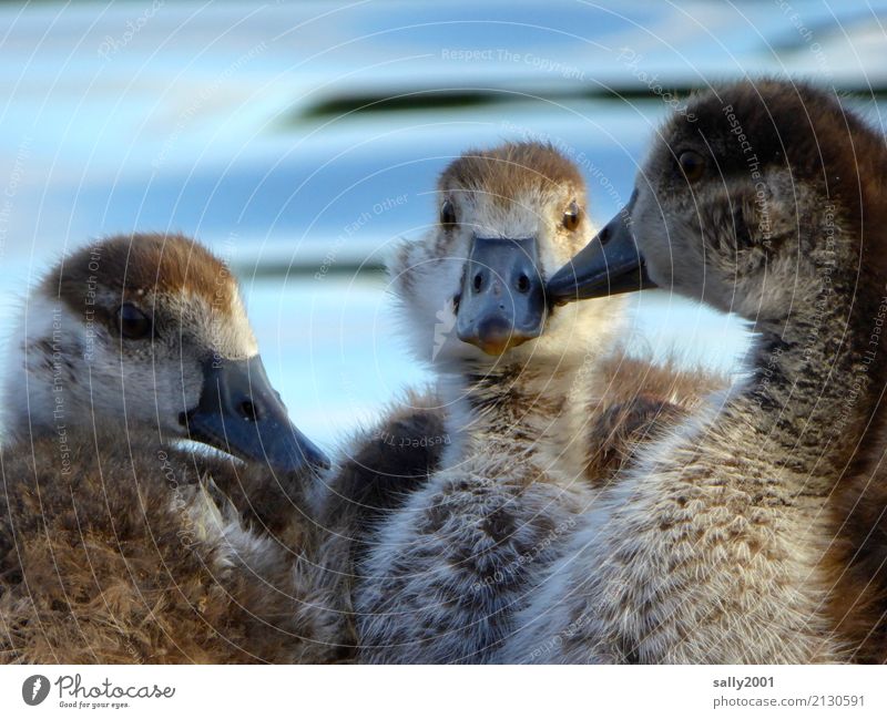 youth group Animal Goose Nile Goose 3 Group of animals Baby animal Observe To talk Communicate Brash Together Curiosity Cute Brown Relationship Attachment