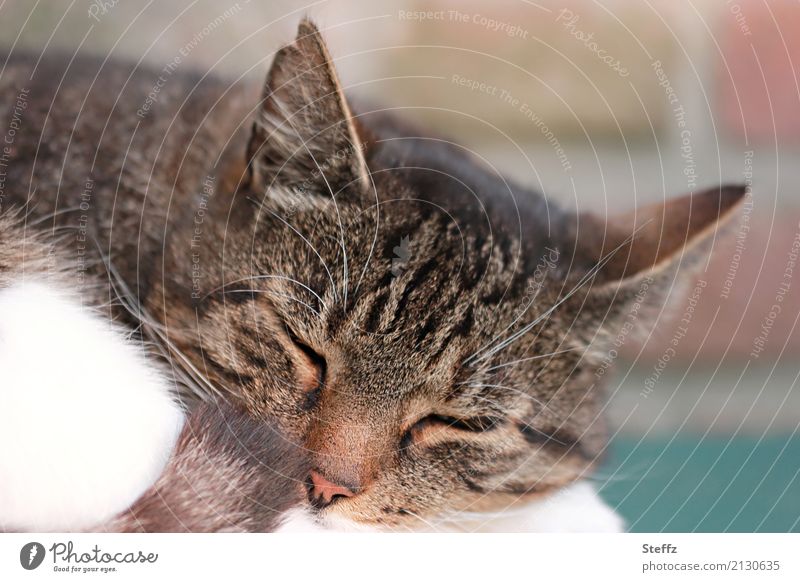 relaxation Cat Domestic cat squeeze cat photo cat picture sleeping cat tranquillity ordinary cat Serene sleep break Peace Trust Ears open Safety (feeling of)