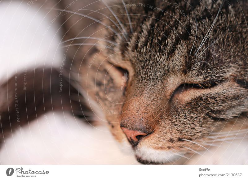 sleeping cat in the quiet afternoon Cat Domestic cat squeeze ordinary cat cat picture cat photo tranquillity Whisker Relaxation Trust Safety (feeling of) Break