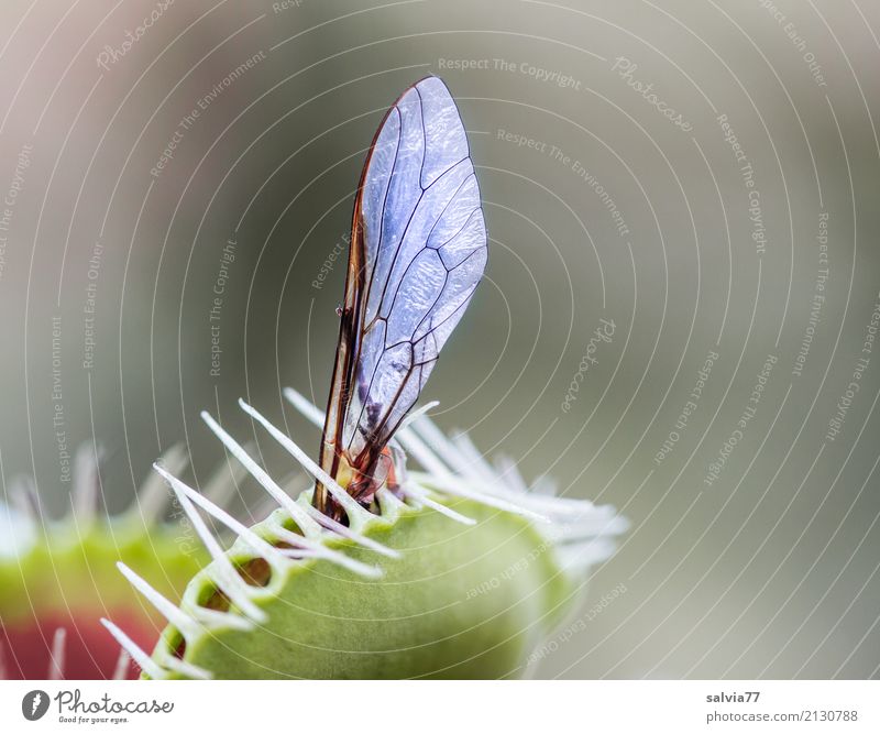 fly wings Plant Exotic Venus' flytrap Fly Wing Catch To feed Aggression Exceptional Point Thorny Gray Green Bizarre Uniqueness Threat Risk Whimsical Ambush