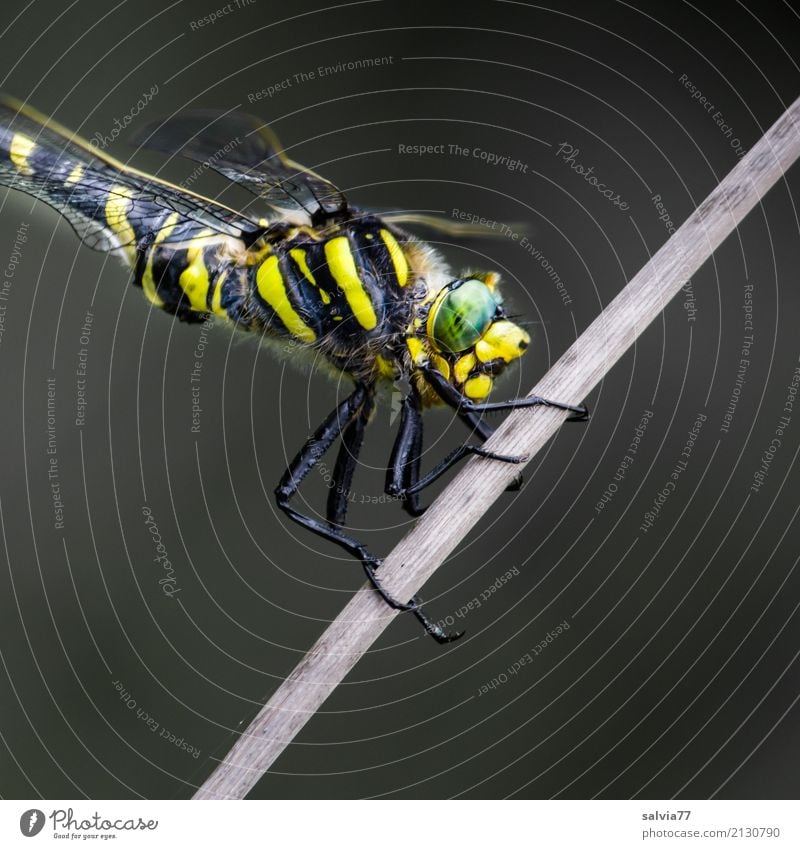 Everything at a glance Nature Animal Bog Marsh Dragonfly Big dragonfly Insect Compound eye 1 To hold on Hunting Wait Exotic Yellow Gray Green Black Watchfulness
