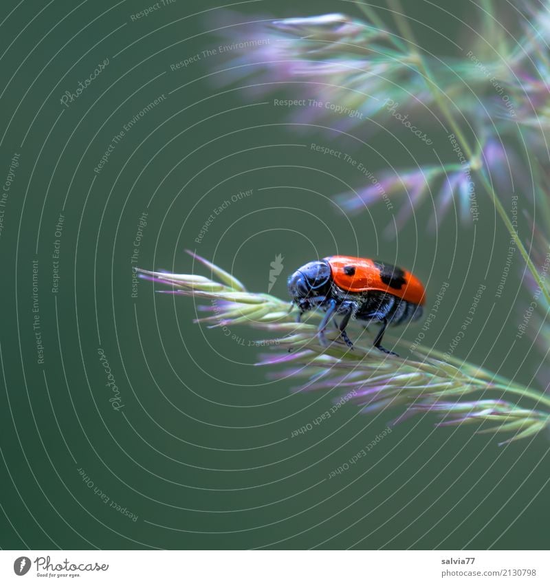 Charlemagne the Beetle Environment Nature Plant Animal Summer Grass Blossom Meadow Insect 1 Crawl Small Cute Above Green Red Black Perspective Lanes & trails