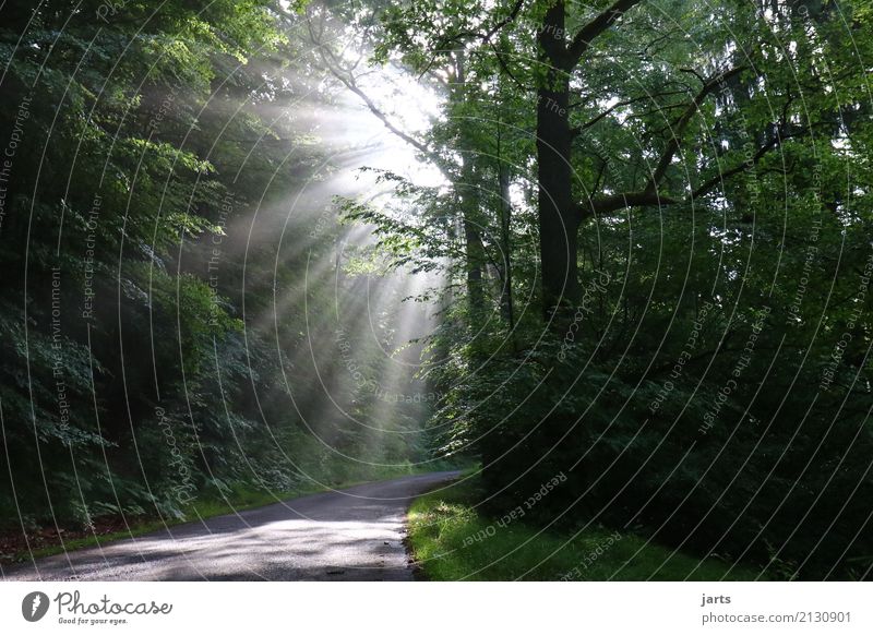 Around the corner Spring Summer Autumn Beautiful weather Fog Tree Leaf Forest Bright Anticipation Calm Homesickness Wanderlust Nature Street Colour photo