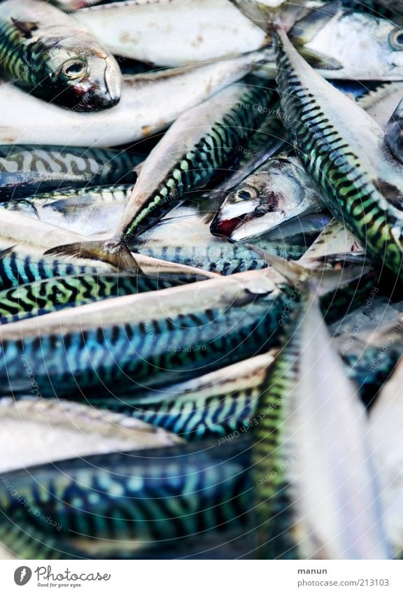 mackerels Fish Nutrition - a Royalty Free Stock Photo from Photocase