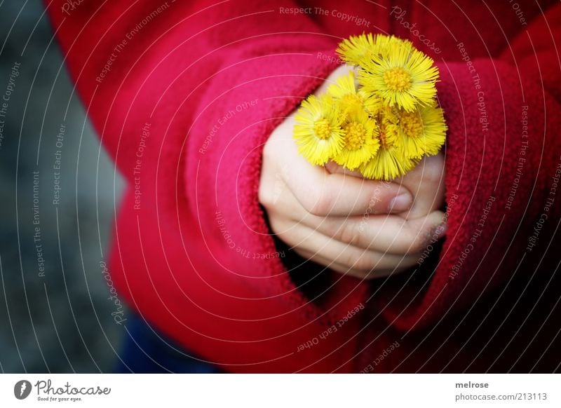 ... Should I? Happy Children's game Girl Hand Fingers 1 Human being 3 - 8 years Infancy Environment Nature Flower Coltsfoot Jacket Touch Blossoming Discover