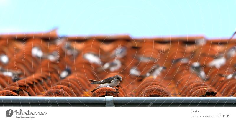 squatters Animal Wild animal Bird Flock Relaxation Sit Serene Patient Calm Swallow Flock of birds Roof House (Residential Structure) Colour photo Exterior shot