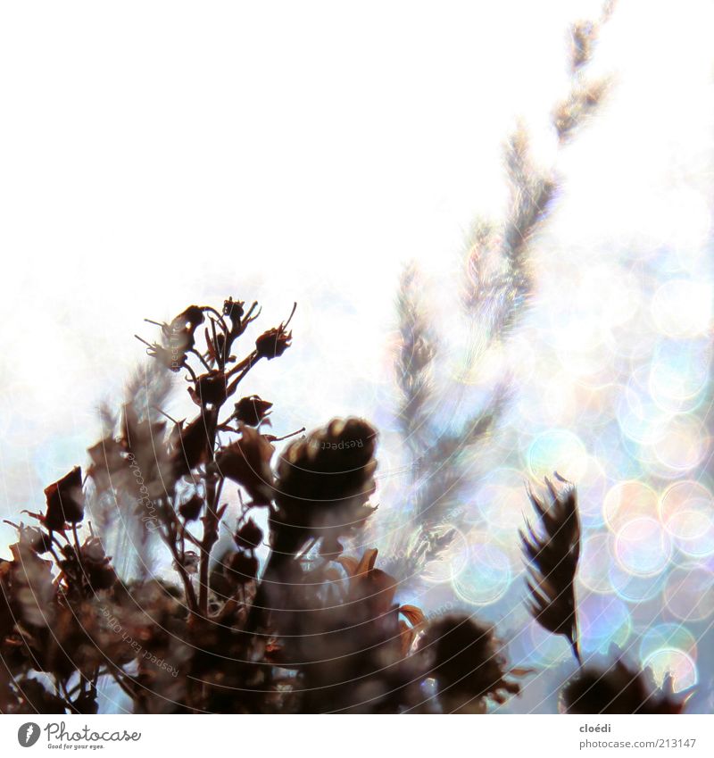 mood i Nature Plant Ice Frost Flower Blossoming Glittering Illuminate Growth Cold Dry Blue Brown Gray White Transience Multicoloured Copy Space top Light