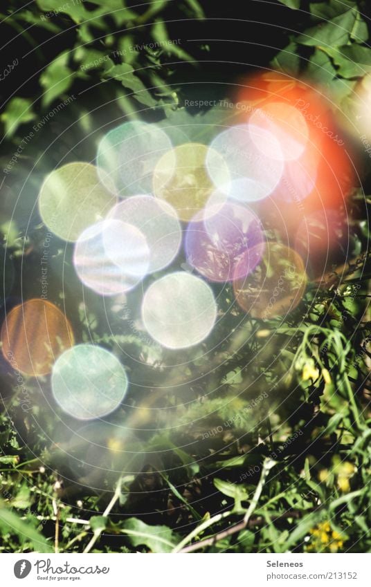 bubble bokeh Summer Environment Nature Plant Flower Grass Meadow Glittering Retro Round Multicoloured Blur Colour photo Exterior shot Day Light Shadow Contrast